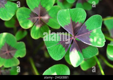 Arrière-plan de la St Patrick.Cadre complet de trèfle à quatre feuilles Banque D'Images