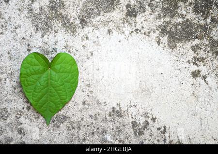 Feuille en forme de coeur sur fond en béton de grunge avec espace de copie Banque D'Images