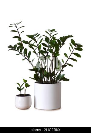 ZZ ou Zamioculcas zamiifolia isolé sur fond blanc.Usine mère ZZ et nouvelles usines Banque D'Images