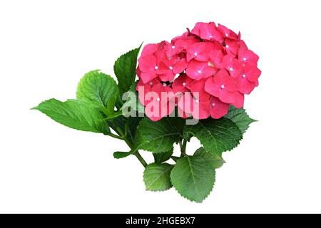 Hortensia rose isolé sur fond blanc Banque D'Images