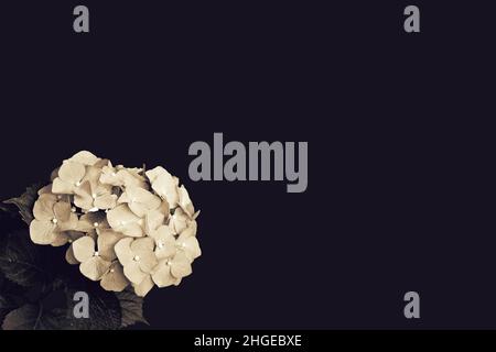 Carte de condoléances avec fleurs d'hortensia blanches isolées sur fond noir avec espace de copie Banque D'Images
