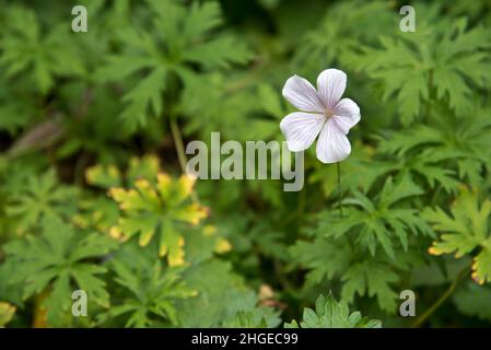 Geranium clarkei 'Kashmir White' Banque D'Images