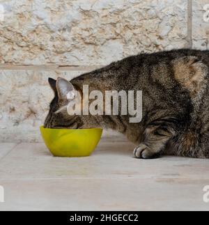 Un tabby ruelle chat manger hors d'un bol jaune dans une rue de Jérusalem, Israël,. Banque D'Images