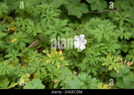 Geranium clarkei 'Kashmir White' Banque D'Images