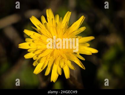 Image rapprochée d'une fleur de pissenlit jaune ensoleillée, avec un arrière-plan sombre et flou. Banque D'Images