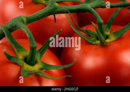 Gros plan de tomates en grappe. Banque D'Images