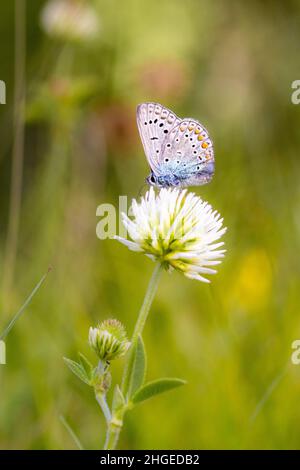 Titel: Papillon bleu commun (polyommatus icarus) sur une fleur de trèfle blanc (trifolium repens); concept de protection de l'environnement sans pesticides; Banque D'Images