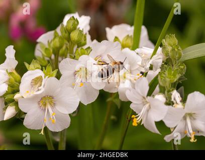 Macro d'une abeille (apis mellifera) sur une échelle de Jacob blanche (polemonium caeruleum) floraison avec un arrière-plan flou de bokeh Banque D'Images