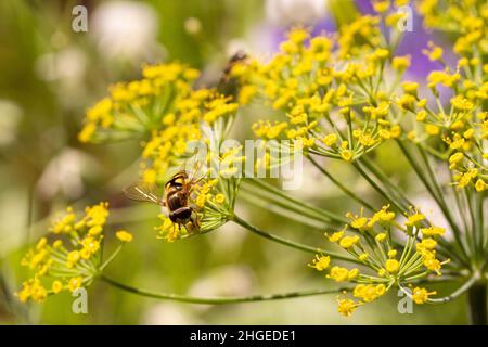 Gros plan d'un aéroglisseur (syrphidae) sur des fleurs de Dill (anethum graveolens) avec un arrière-plan flou de bokeh Banque D'Images