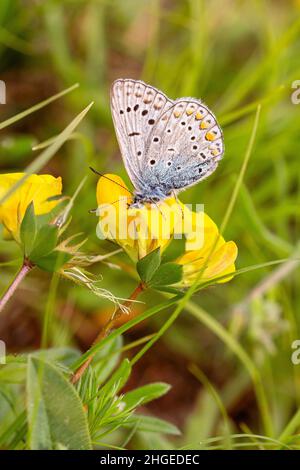 Papillon bleu commun (polyommatus icarus) sur une fleur de trèfle (lotus corniculatus); concept de protection de l'environnement sans pesticides; Banque D'Images