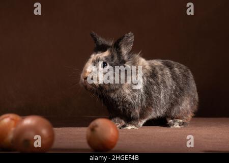 Lapin gris-brun décoratif sur fond marron à l'intérieur dans le studio avec des oignons de légumes Banque D'Images