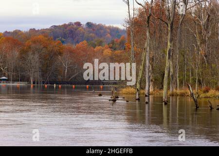 Les dernières couleurs de l'automne restent dans la forêt le long des rives de la rivière South Holston, près de Bristol, Tennessee Banque D'Images