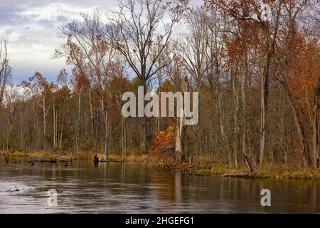 Les dernières couleurs de l'automne restent dans la forêt le long des rives de la rivière South Holston, près de Bristol, Tennessee Banque D'Images