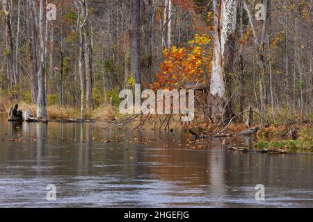 Les dernières couleurs de l'automne restent dans la forêt le long des rives de la rivière South Holston, près de Bristol, Tennessee Banque D'Images