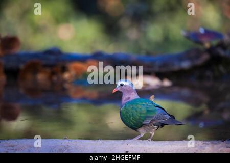 Dove émeraude asiatique, Chalcophaps indica, Uttarakhand, Inde Banque D'Images