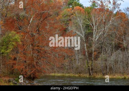 Les dernières couleurs de l'automne restent dans la forêt le long des rives de la rivière South Holston, près de Bristol, Tennessee Banque D'Images