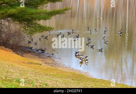 Paysage d'automne vu de Duck Island dans le parc national Warriors Path à Kingsport, Tennessee. Banque D'Images