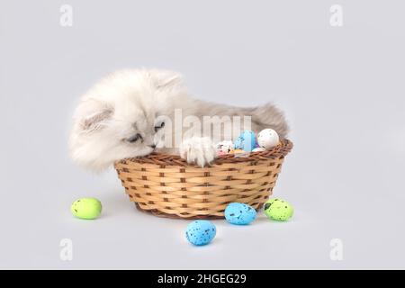Adorable chaton jouant avec des œufs de pâques dans un panier en osier.Prise de vue en studio.Arrière-plan du printemps de Pâques.Race de chat à poil long britannique Banque D'Images