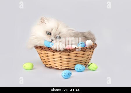 Adorable chaton jouant avec des œufs de pâques dans un panier en osier.Prise de vue en studio.Arrière-plan du printemps de Pâques.Race de chat à poil long britannique Banque D'Images