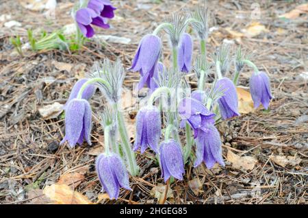 Gouttes de neige bleues en fleurs dans des gouttes d'eau qui couperaient après la pluie, arrière-plan naturel non focalisé.La focalisation sélective, le concept de ressort Banque D'Images