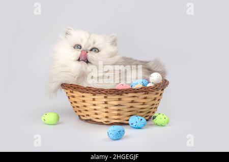 Adorable chaton jouant avec des œufs de pâques dans un panier en osier.Prise de vue en studio.Arrière-plan du printemps de Pâques.Race de chat à poil long britannique Banque D'Images