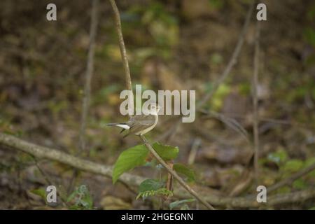 Flycatcher à poitrine rouge, Ficedula parva, femme, Uttarakhand, Inde Banque D'Images