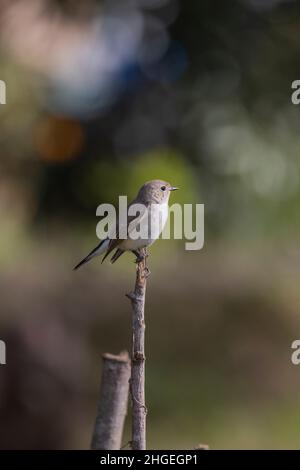 Flycatcher à poitrine rouge, Ficedula parva, femme, Uttarakhand, Inde Banque D'Images