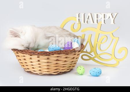 Adorable chaton jouant avec des œufs de pâques dans un panier en osier.Prise de vue en studio.Message d'accueil et fond de carte postale.Race de chat à poil long britannique Banque D'Images