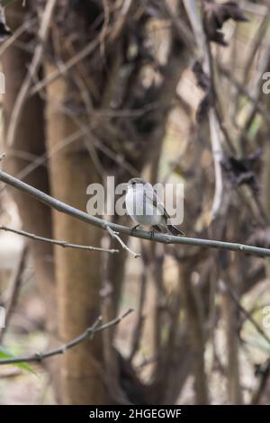 Taiga Flycatcher, Ficedula albicilla, Uttarakhand, Inde Banque D'Images