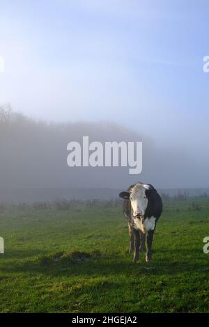 Un seul cow de Frise noir et blanc debout dans un champ sur une terre ferme.La vache fait partie d'un troupeau mis à brouter sur l'herbe. Banque D'Images