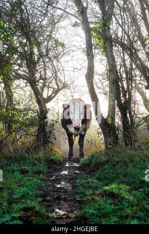 Une seule vache frisonne brune et blanche, située dans un champ sur une terre ferme.La vache fait partie d'un troupeau mis à brouter sur l'herbe. Banque D'Images