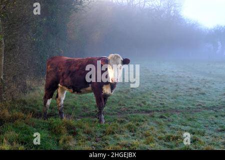 Une seule vache de Frise rouge et blanche se tenant dans un champ sur une terre ferme.La vache fait partie d'un troupeau mis à brouter sur l'herbe. Banque D'Images