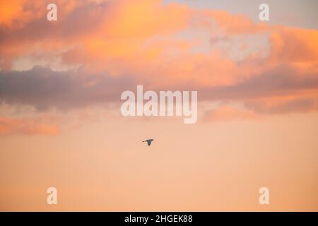Bélarus.Oiseau sauvage Grand Egret Ardea Alba volant dans le ciel du coucher du soleil Banque D'Images