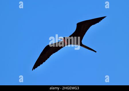 Un homme magnifique Frigatebird aka Man-O-War (Fregata magnifiens) en vol contre un ciel bleu à San Pedro, Belize.Sa poche de goulag rouge . Banque D'Images