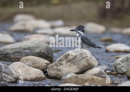 Kingfisher à crête, Megaceryle lugubris, Uttarakhand, Inde Banque D'Images