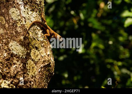 Goias, Brésil – 20 janvier 2022 : lézard sur le tronc sec d'un arbre à fond vert flou. Banque D'Images