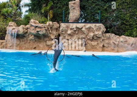 PUERTO DE LA CRUZ, TENERIFE - 7 janvier 2020 : spectacle de dauphins dans le Loro Parque, qui est maintenant la deuxième plus grande attraction de Ténérife avec celle de l'europe Banque D'Images