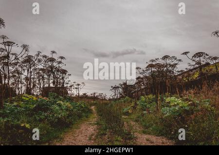 Sentier surcultivé menant à travers les plantes sèches de l'herbe à herbe de Sosnowsky le jour couvert. Banque D'Images