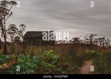 Ancienne grange abandonnée dans une prairie surcultivée pleine de plantes sèches de l'herbe à foin de Sosnowsky le jour de la fonte. Banque D'Images