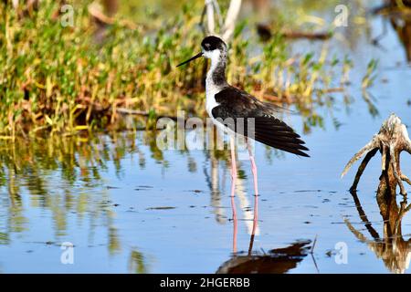 Un seul stilt à col noir (Himantopus mexicanus) qui se déversait dans les lagunes de San Pedro, Belize Banque D'Images