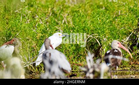 Un Egretta thula et un troupeau d'ibis blanc américain (Eudocimus albus) dans les herbes des lagons de San Pedro, Belize. Banque D'Images