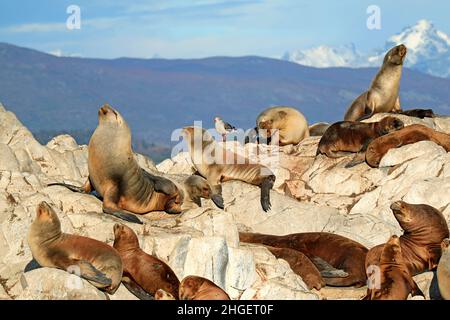 Colonie de Lions de la mer de Patagonie sur l'île de la Isla de Los Lobos, dans le chenal Beagle, Ushuaia, Argentine, Amérique du Sud Banque D'Images