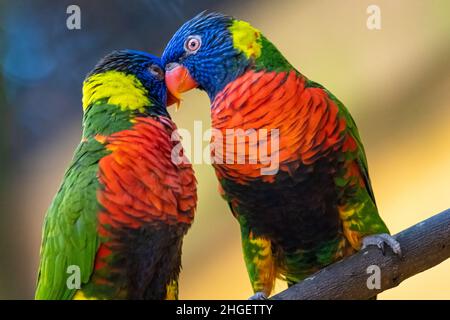 Lorikeets de noix de coco (Trichoglossus haematodus), parfois classés comme Lorikeets arc-en-ciel (Trichoglossus moluccanus), au zoo de Jacksonville.(ÉTATS-UNIS) Banque D'Images