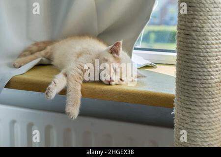 Un petit chaton de gingembre très fatigué shorthair est en cours de refoulement sur le rebord ensoleillé de la fenêtre Banque D'Images