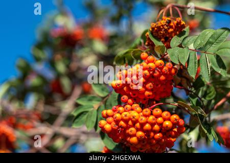 Grappes de baies d'orange rouge et feuilles vertes de branches de frêne de montagne sous la lumière du soleil d'automne, avec une faible profondeur de champ et un dos de bokeh doux Banque D'Images