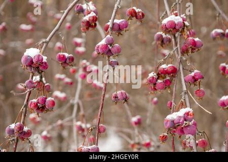 Branches d'une plante d'aubépine dans la neige.Préparation d'un contexte pour une mise en page sur un thème d'hiver. Banque D'Images