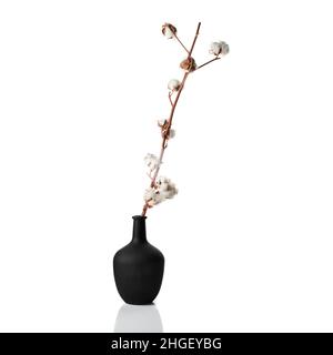 Branche de coton avec fleurs dans un vase noir.Décoration moderne sur fond blanc. Banque D'Images