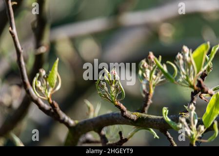 Les bourgeons de fleurs courbés de l'arbre fruitier avant la floraison.Branches de poire avec petites feuilles de ressort. Banque D'Images