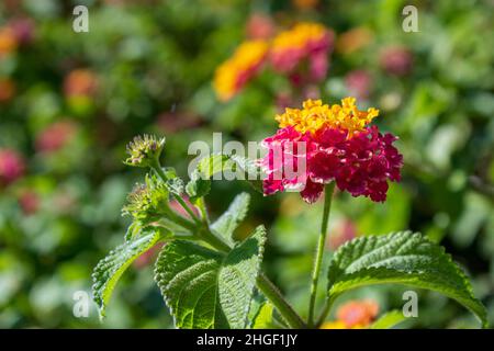 Lantana camara gros plan fleur de détail, une espèce de plante à fleurs dans la famille des Verbenaceae, indigène aux tropiques américains, largement c Banque D'Images