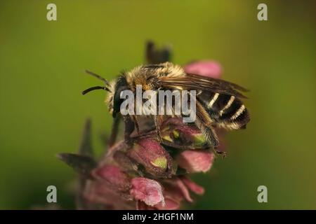 Gros plan sur une femelle poilue de l'abeille rouge Bartsia Blunt Horn, Meliita tricincta, spécialiste de sa plante hôte, Odontites vulgaris Banque D'Images